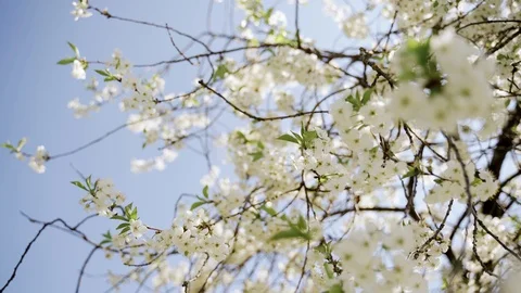 Nature: Flowering blossom cherry tree. Can be used as background Stock Footage 130169880