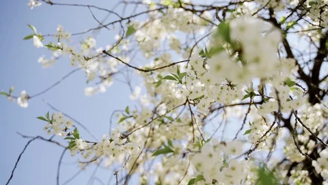 Nature: Flowering blossom cherry tree. Can be used as background Vídeos de archivo 130169986