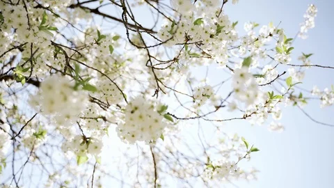 Nature: Flowering blossom cherry tree. Can be used as background Stock Footage 130170088