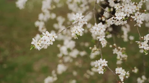 Nature: Flowering cherry plum tree. Can be used as background Stock Footage 129068329