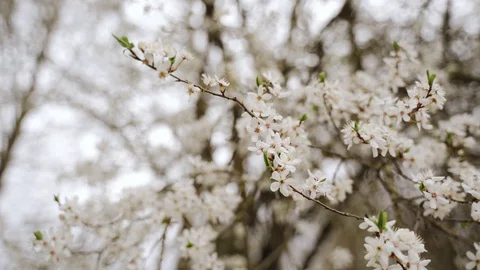 Nature: Flowering cherry plum tree. Can be used as background Stock Footage 129068355