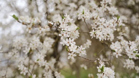 Nature: Flowering cherry plum tree. Can be used as background. Slow motion Vídeos de archivo 129068742