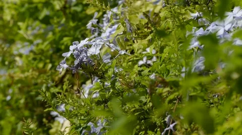 Nature flowers 4k Stock Footage 41715981