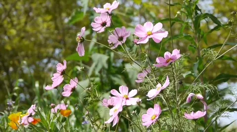 Nature, Flowers and Wildlife Series Stock Footage