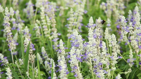 Nature flowers Stock Footage 24798420