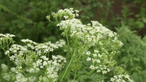 Nature flowers slow motion Stock Footage 246340972