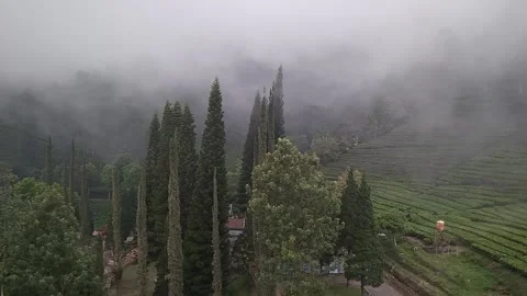 Nature Fog in Forest Stock Footage 220899333