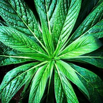 Nature foliage texture background Stock Photos