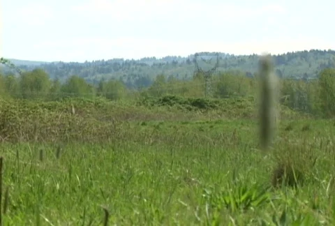 Nature Stock Footage