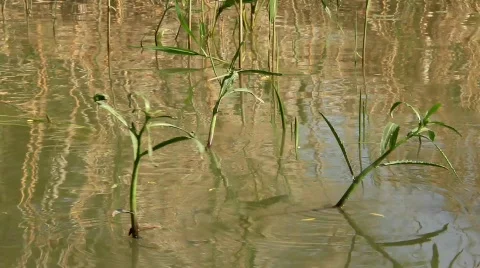 Nature Stock Footage 709298