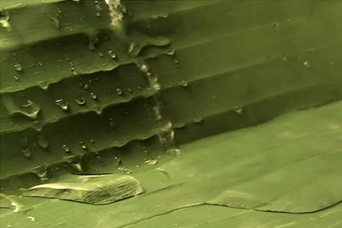 Nature 스톡 동영상 1462269