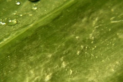 Nature Stock Footage 1468075