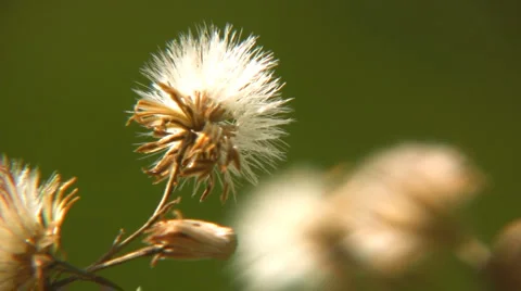 Nature Video stock 1909656