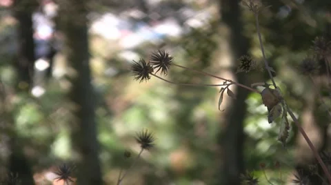 Nature Stock Footage 3476333