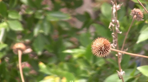 Nature Stock-Footage 5166133