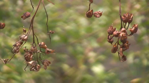 Nature Stock-Footage 5166172