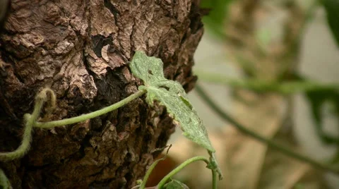 Nature Stock-Footage 5671852