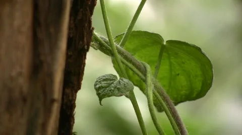 Nature Stock-Footage 5715248