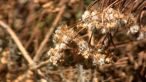 Nature 스톡 동영상 7768642