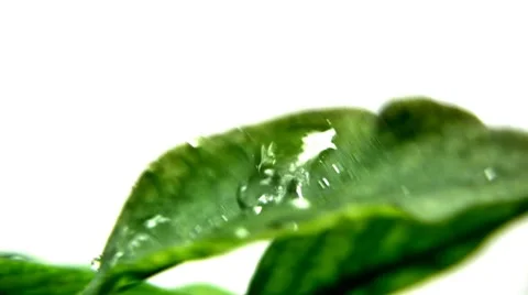 Nature Stock Footage