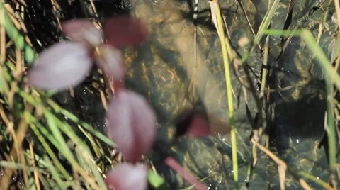 Nature Video stock 8575781