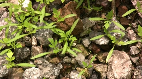 Nature Stock Footage 8762921