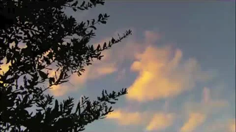 Nature Stock Footage 10708953