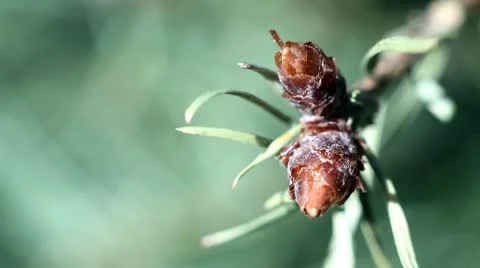 Nature 스톡 동영상 10718402