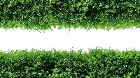 Nature Stock Footage 10886081