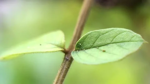 Nature Stock-Footage 10893500