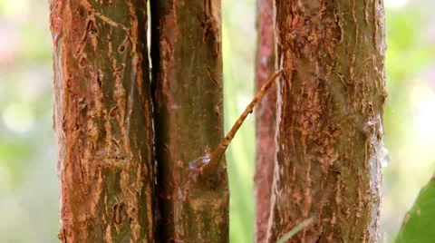 Nature Stock-Footage 10907066