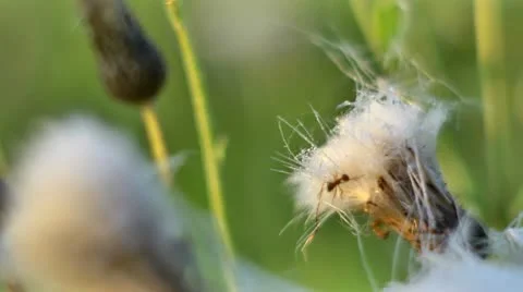 Nature Stock Footage 11699478