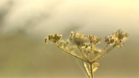 Nature Stock-Footage 11699837