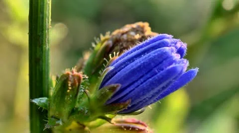 Nature Stock Footage 11700034