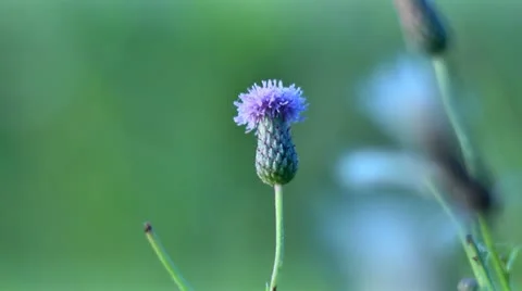 Nature Stock Footage 11700484