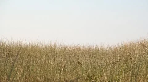 Nature 스톡 동영상 11968462