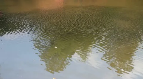Nature Stock-Footage 20178819