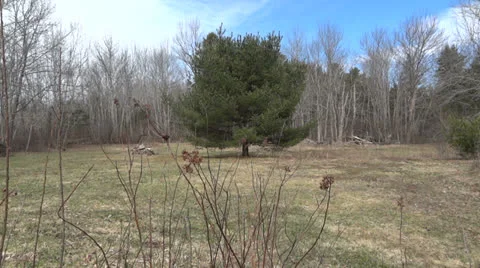 Nature Vidéo 22631123