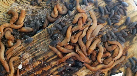 Nature Stock Footage 32704081