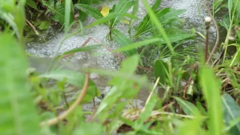 Nature	 Stock Footage 78383044