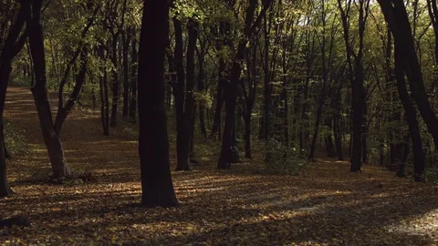 Nature Vídeos de archivo 81488375