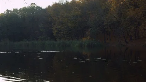 Nature Stock Footage 81489950