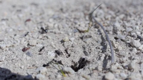 Nature Stock Footage 82249373