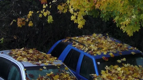 Nature Stock Footage 82687368