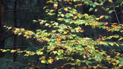 Nature Stock-Footage 82768082