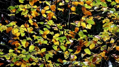 Nature Stock-Footage 82770983