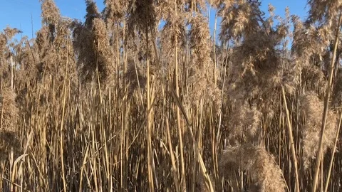 Nature Stock Footage 86556468