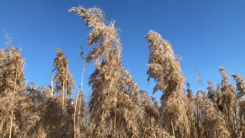 Nature Stock Footage 86556493