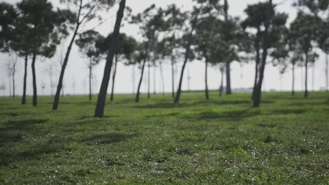 Nature Stock-Footage 86724827