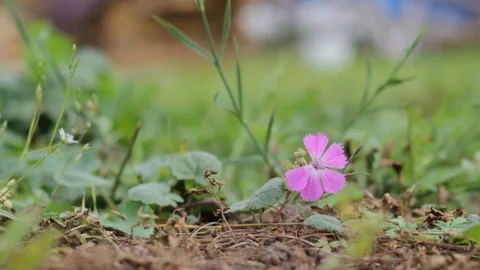 Nature 스톡 동영상 87919417